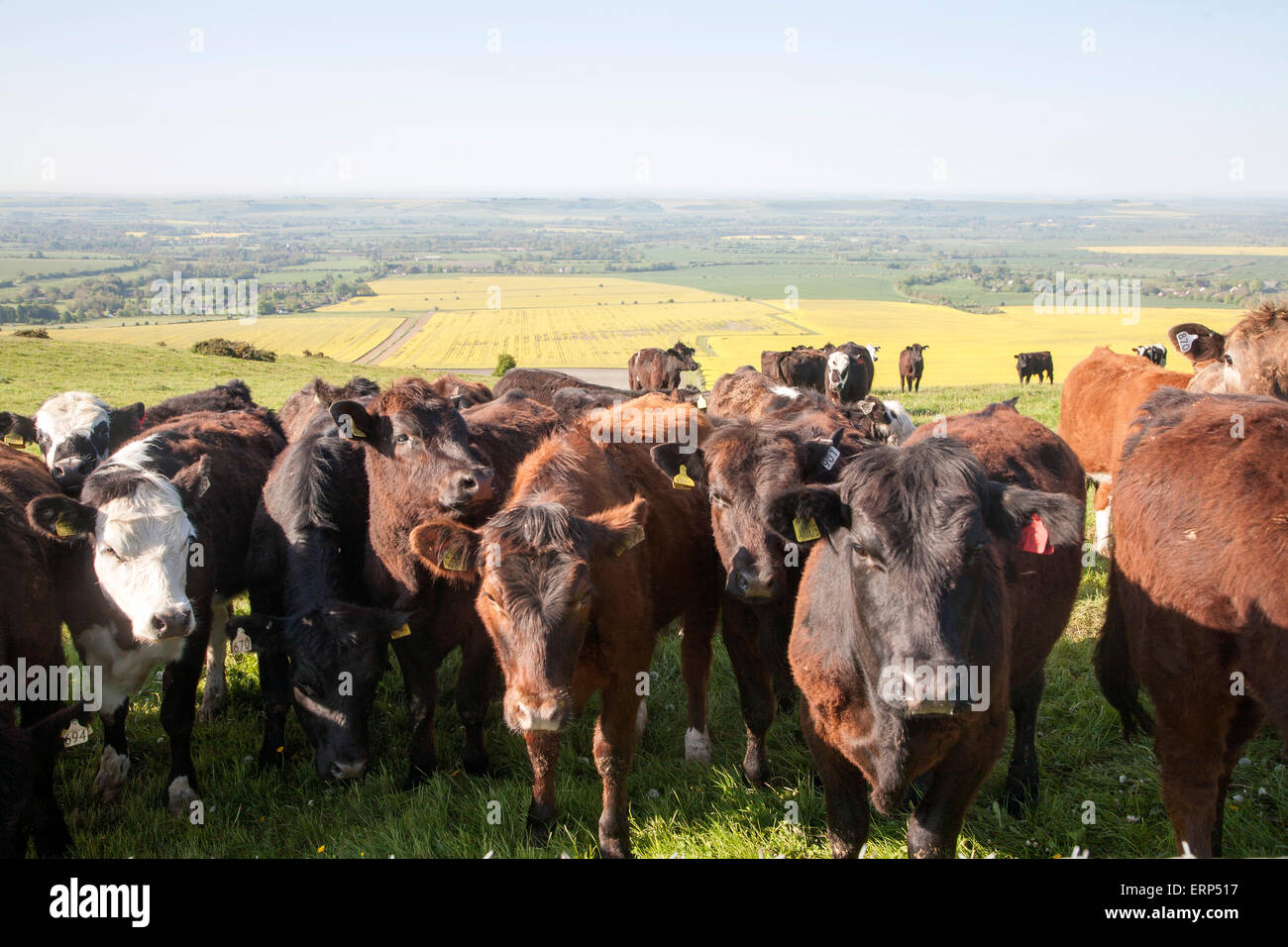 A line of bullocks standing on chalk downland on Milk Hill, Alton Barnes, Wiltshire, England Stock Photo
