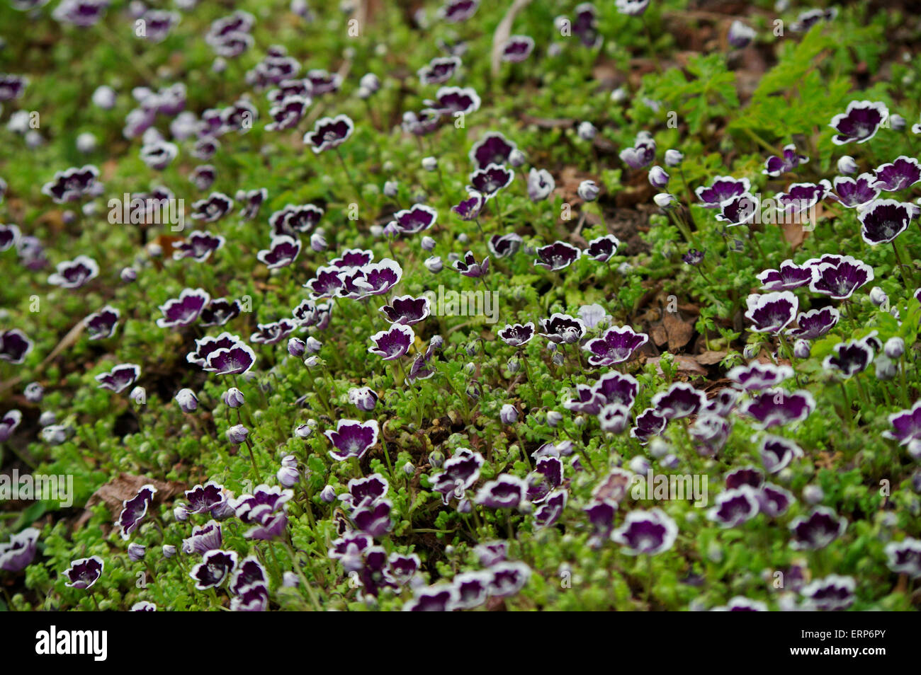 Nemophila menziesii ('Penny Black') in bloom Stock Photo