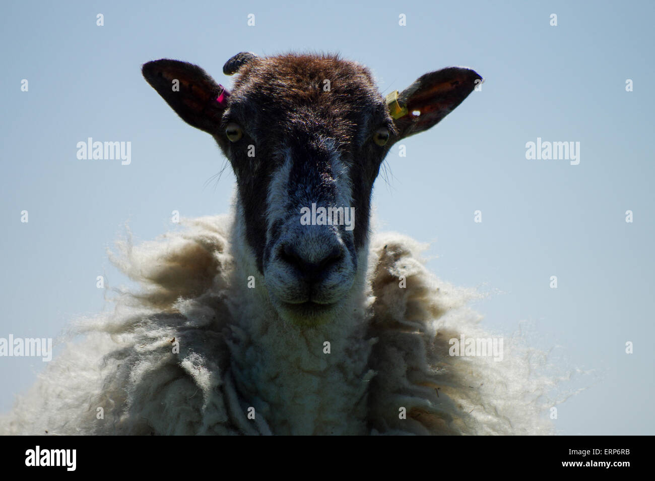 Portrait of a sheep Stock Photo