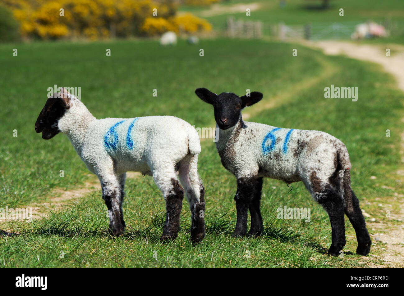 Pair of young sheep, Sussex Stock Photo