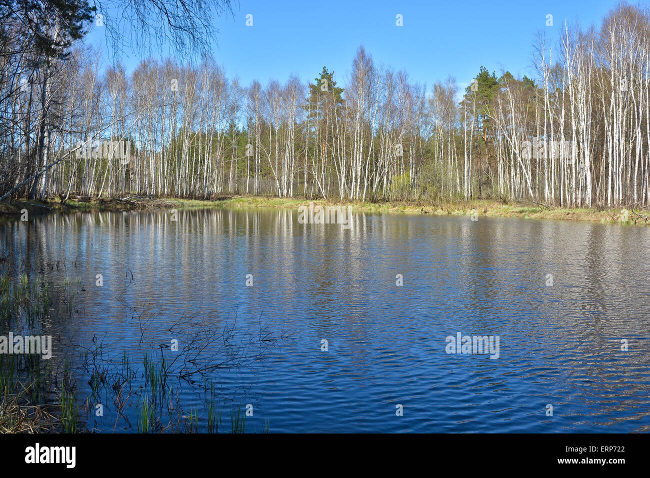 River in the woods in the spring. Spring river landscape in the ...