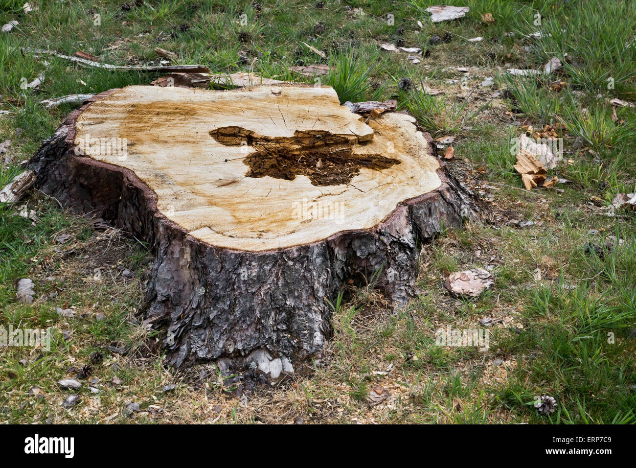 Tree Strump Photo Tree in stump hi-res stock photography and images - Alamy