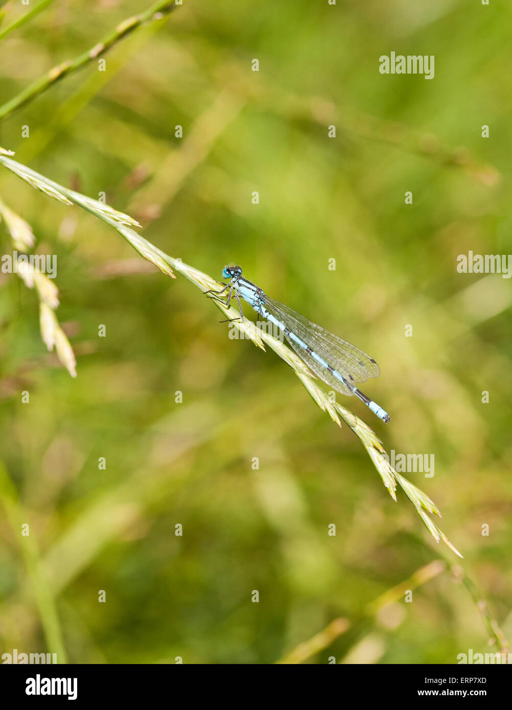 Common Blue Damselfly (Enallagma cyathigerum) on a grass stem Stock ...