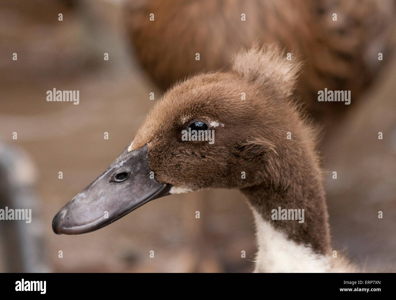 A close-up of the head of a female Hybrid Mallard duck which is Brown and White with down feathers on the top of it's head. Stock Photo
