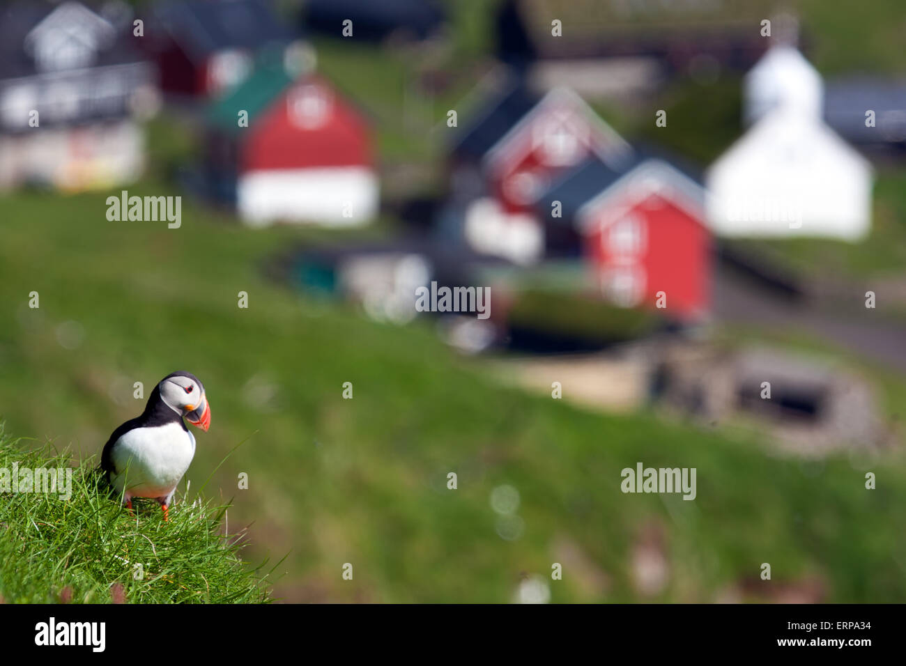 Puffin with a typical nordic village in background Stock Photo