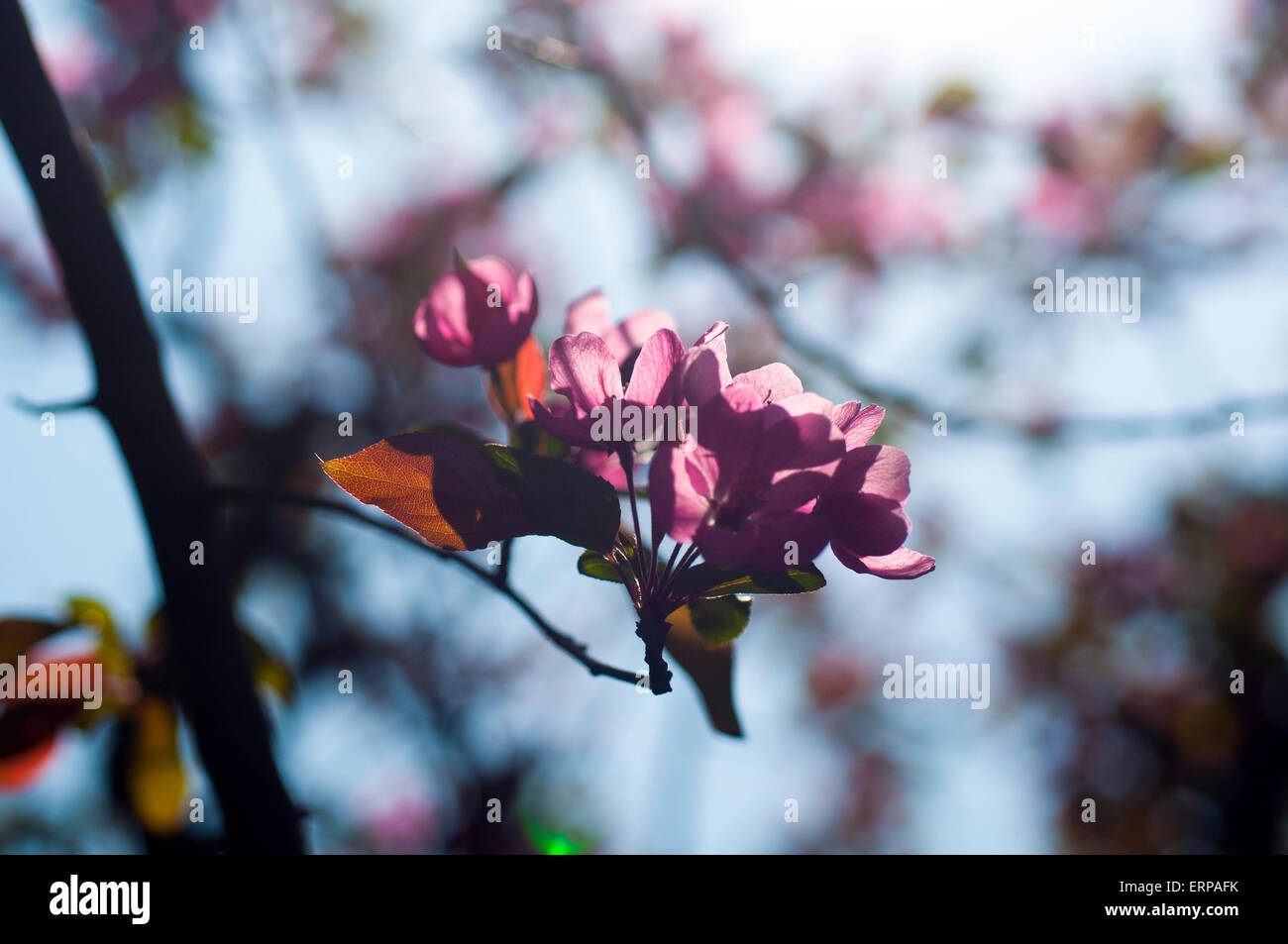 Crab apple tree in bloom Stock Photo - Alamy