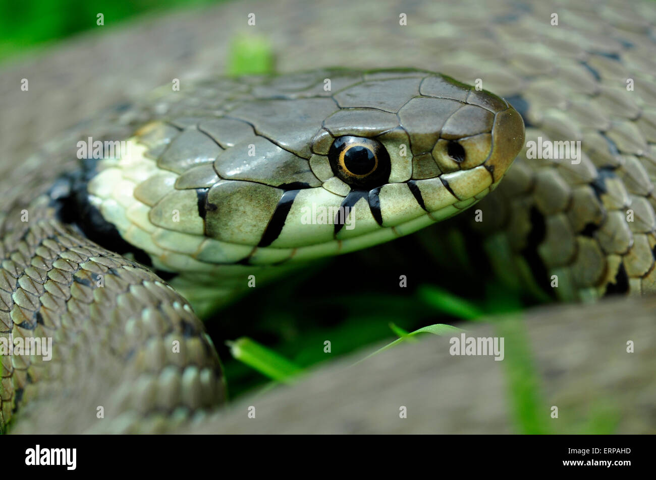 Snake scale hi-res stock photography and images - Alamy