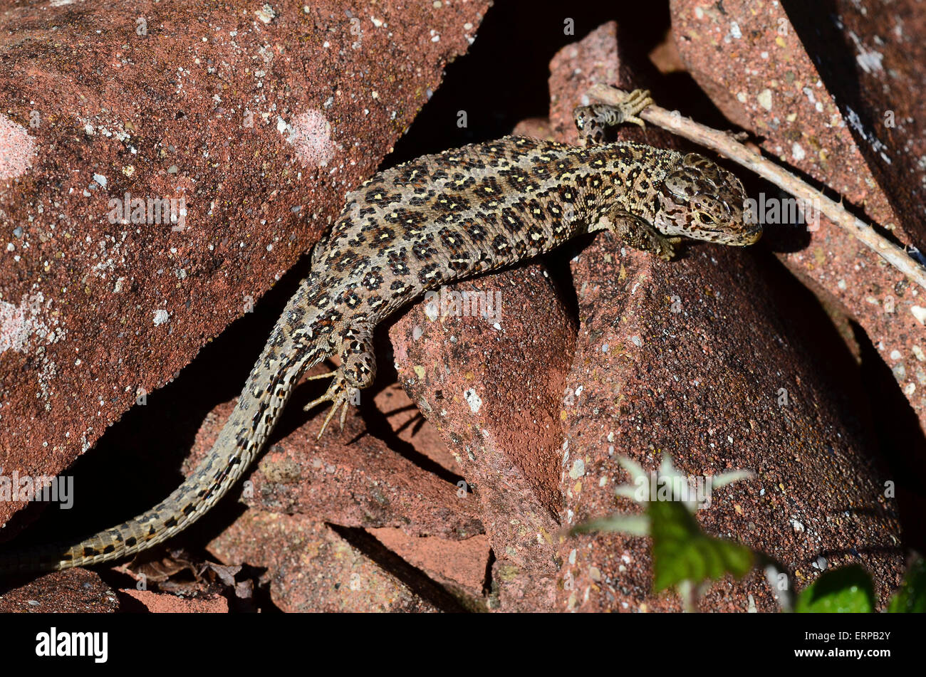 A sand lizard on some broken tiles Dorset UK Stock Photo Alamy
