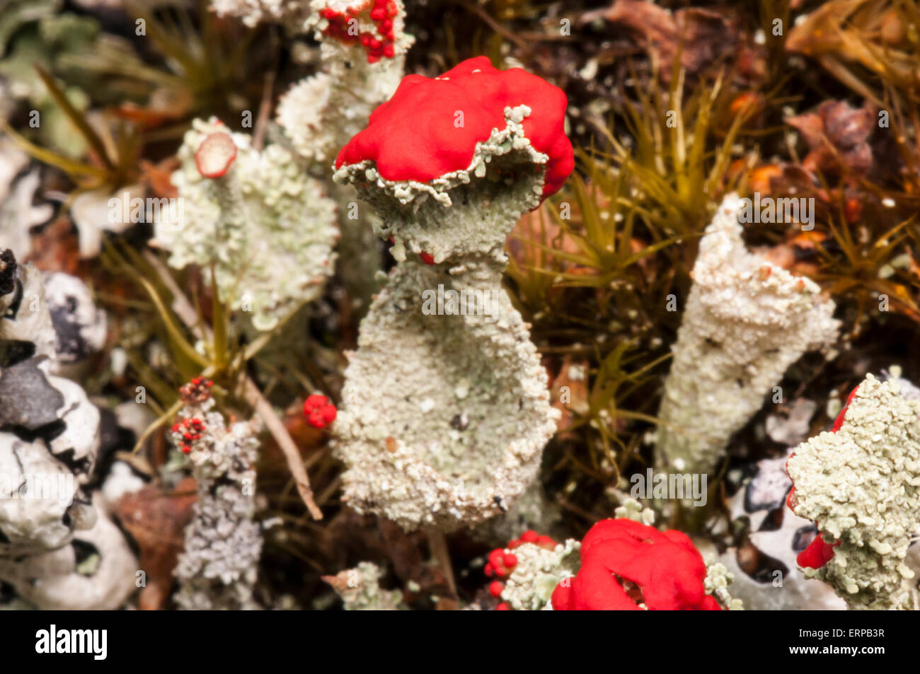 Moss and Lichens, Cladonia diversa, on a drystone wall in Badenoch and Strathspey, Scotland Stock Photo