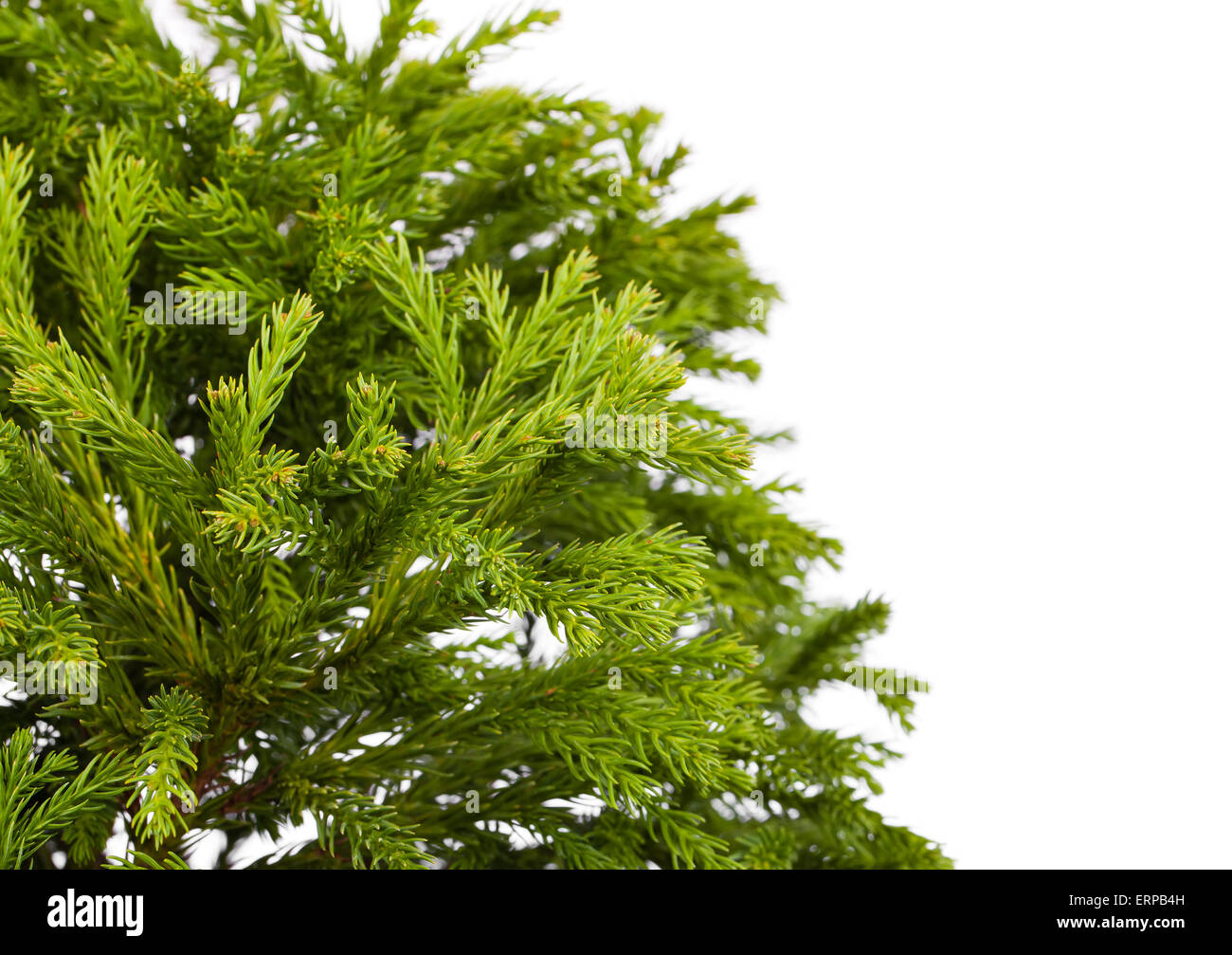 Dwarf globe japanese cedar hi-res stock photography and images - Alamy