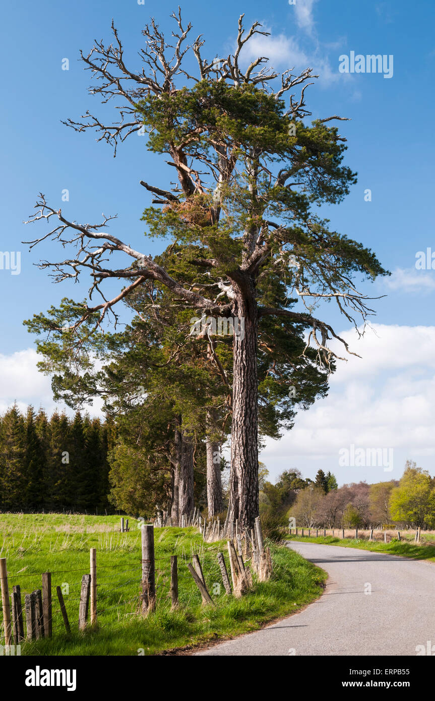 A Row Of Old Scots Pine Trees, Pinus Sylvestris, Lining A Road Near ...