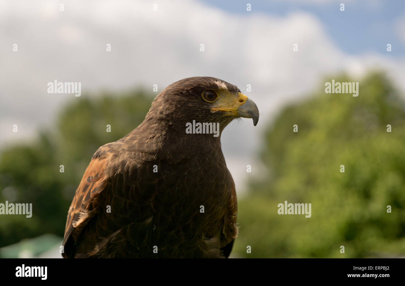 The Harris' hawk formerly known as the bay-winged hawk or dusky hawk ...