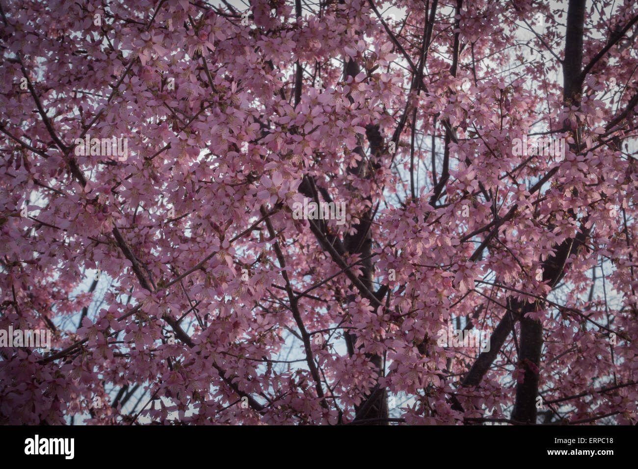 Pink Spring Cherry Blossoms in Washington DC Stock Photo