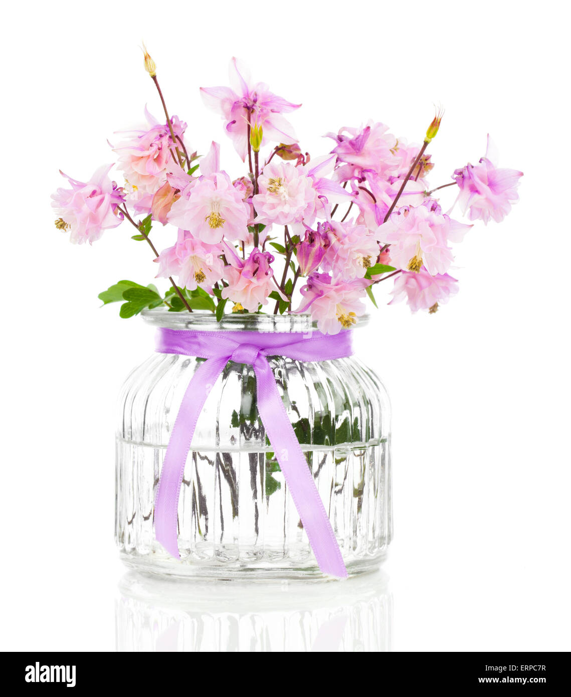 Aquilegia vulgaris flower, also called Granny's or Columbine