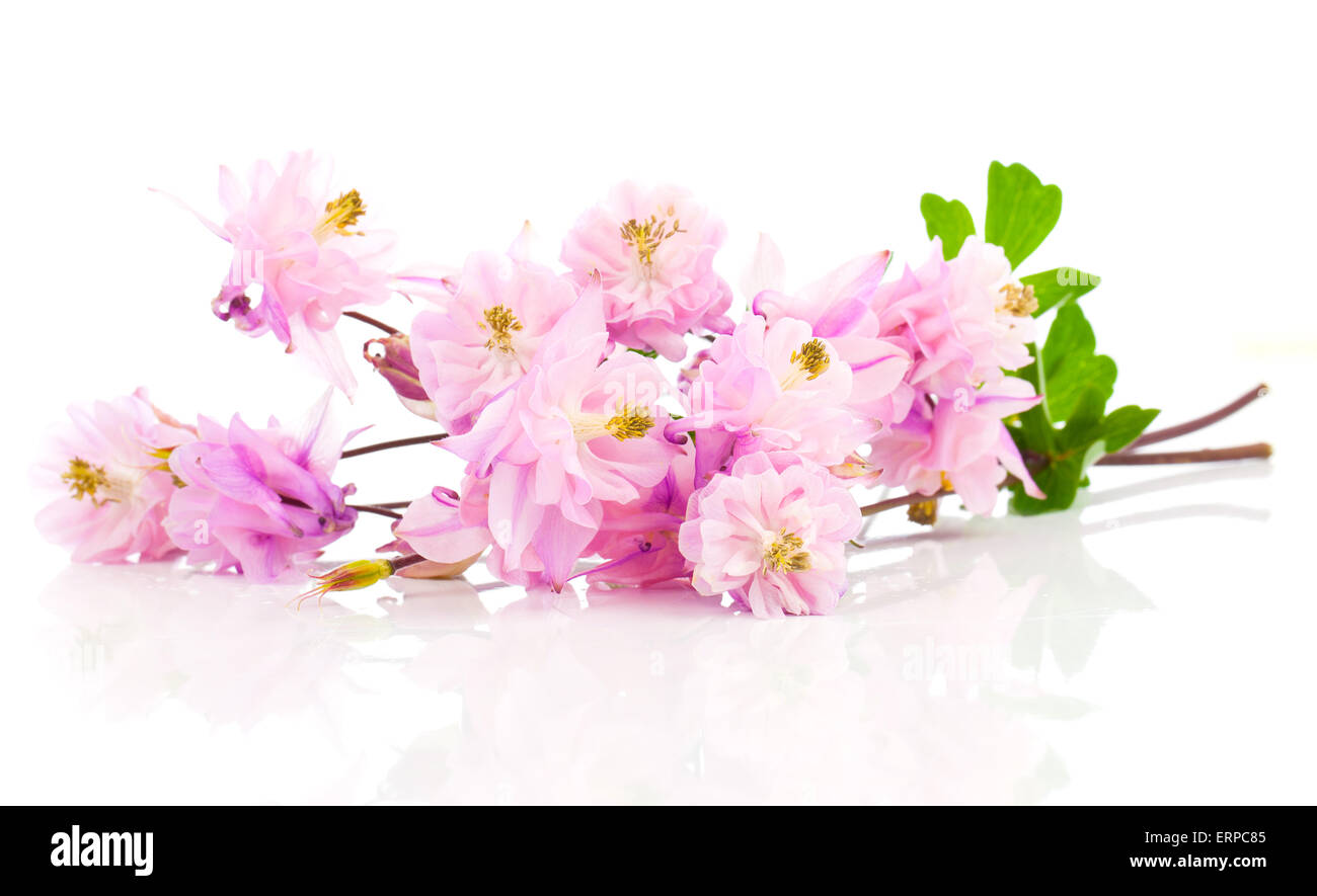 Aquilegia vulgaris flower, also called Granny's or Columbine