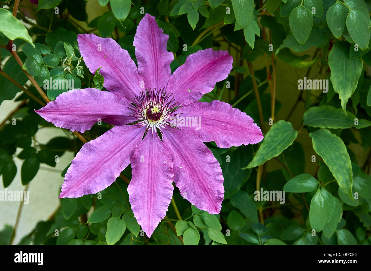 Clematis Patens 'The President' - Masses of single purple flowers with red anthers and silver undersides appear in early summer. Stock Photo