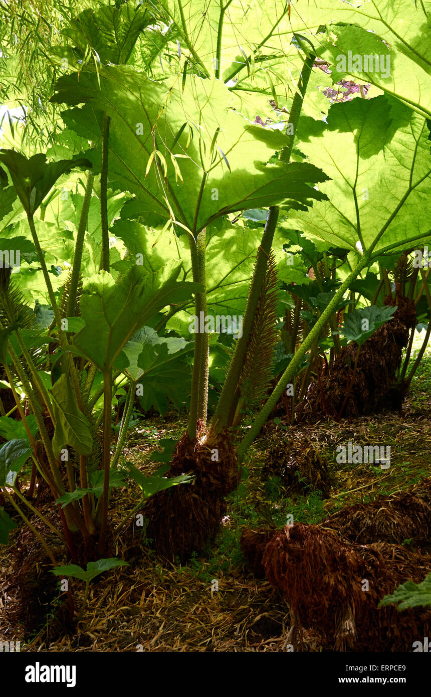 Green shade inside a large clump of Gunnera Manicata with dappled sunlight through the huge leaves. Stock Photo
