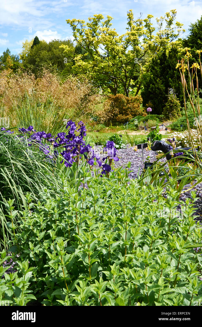A quiet area of Sir Harold Hillier Gardens, Ampfield the dry garden near Jermmy's House and
