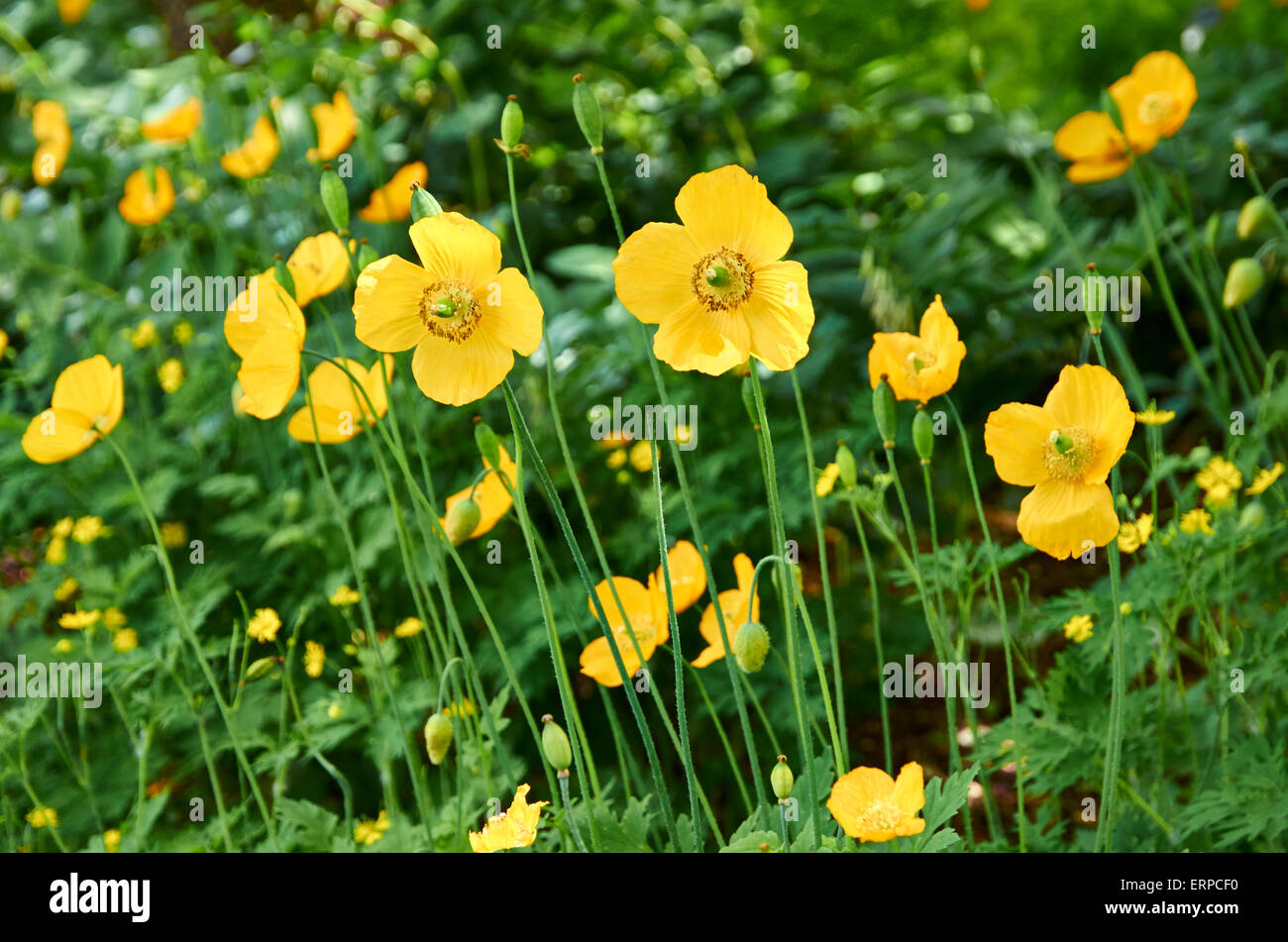 Yellow Iceland Poppies (Papaver nudicaule) in a dappled border of a large garden. Stock Photo