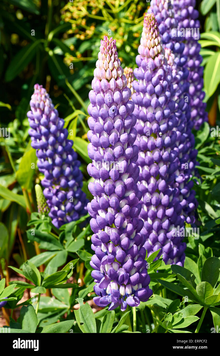 Lupinus, commonly known as lupin or lupine, is a genus of flowering