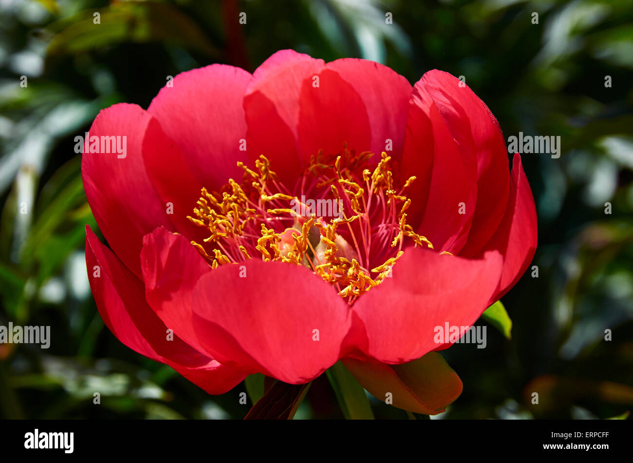 Peony Paeonia Peregrina "OttoFroebal". A May flowering peony in May with single blooms, cup shaped, in bright scarlet red. Stock Photo