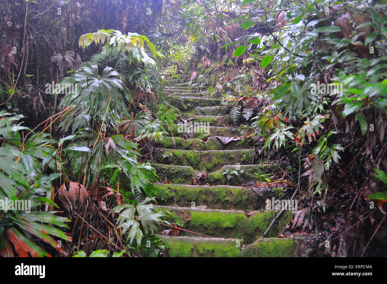 kebun limau berastagi