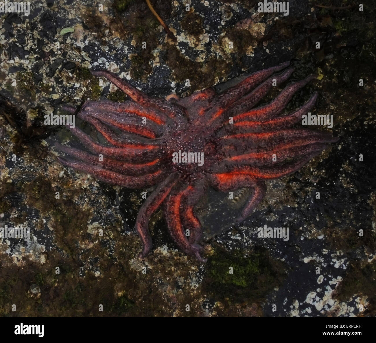 Tide pooling at Halleck Harbor in Saginaw Bay on Kuiu Island yields a Sunflower seastar (Pycnopodia helianthoides), the largest Stock Photo