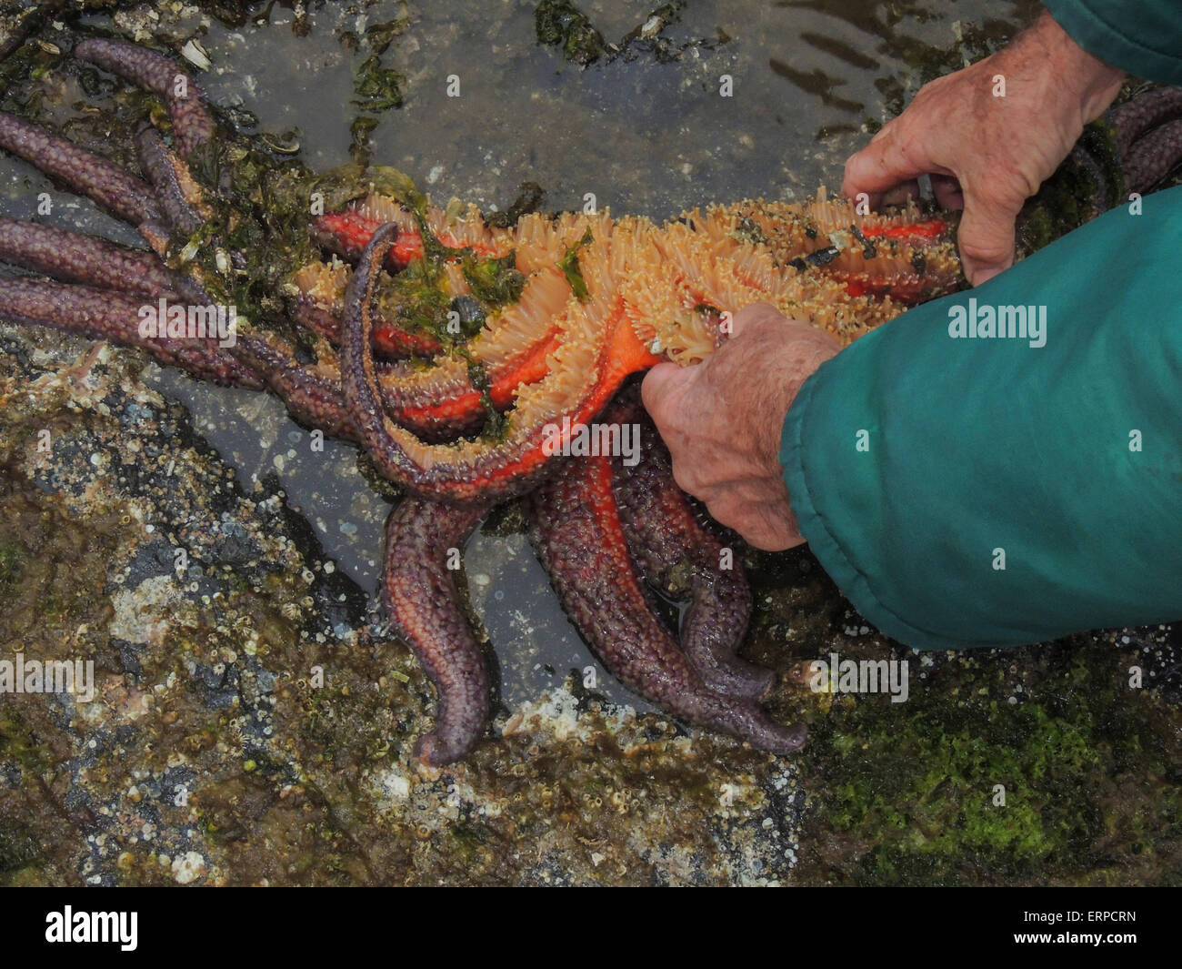 Tide pooling at Halleck Harbor in Saginaw Bay on Kuiu Island yields a Sunflower seastar (Pycnopodia helianthoides), the largest Stock Photo