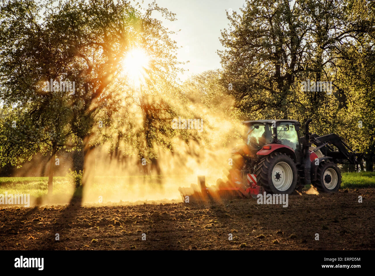 Tractor plowing a field at sunset in beautiful sunlight falling through trees and dust with light and shadow effects, no logos o Stock Photo
