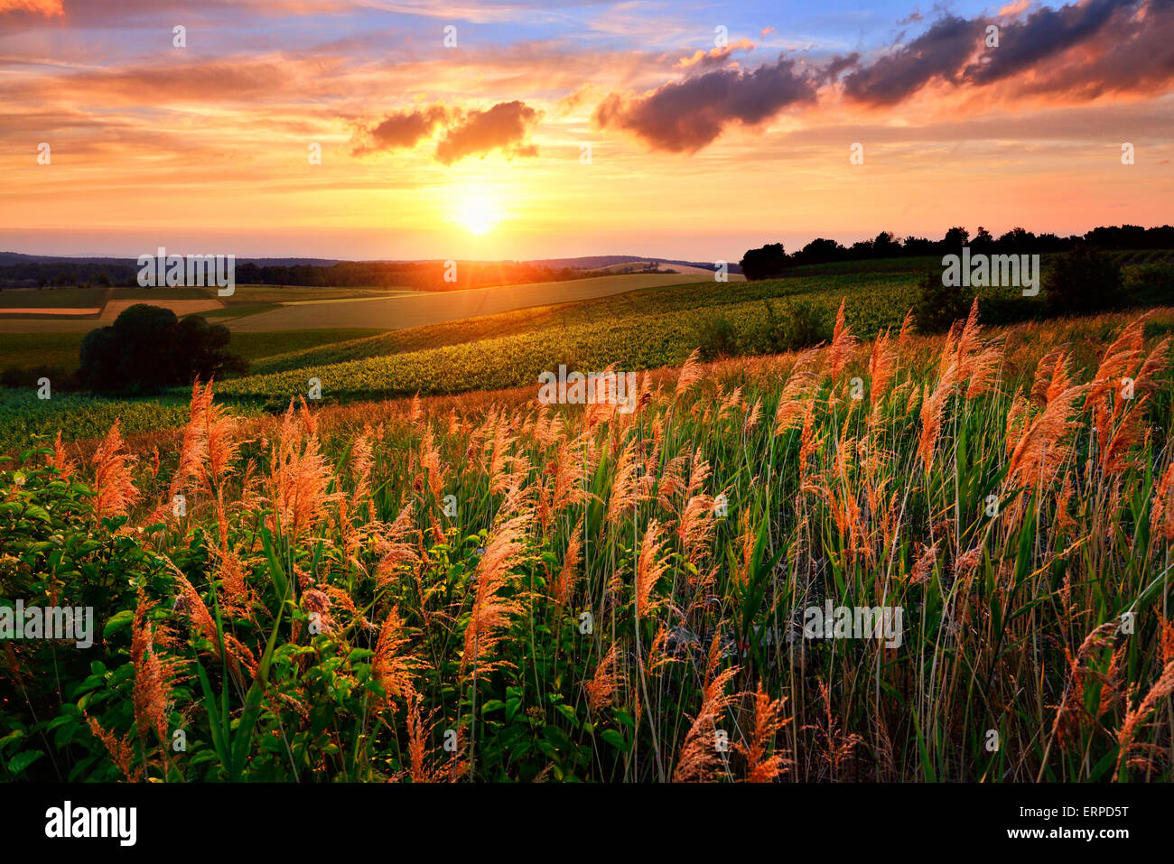 Gorgeous sunset with the sun flooding the landscape's vegetation in red and warm colors, vibrant sky and rural hills Stock Photo