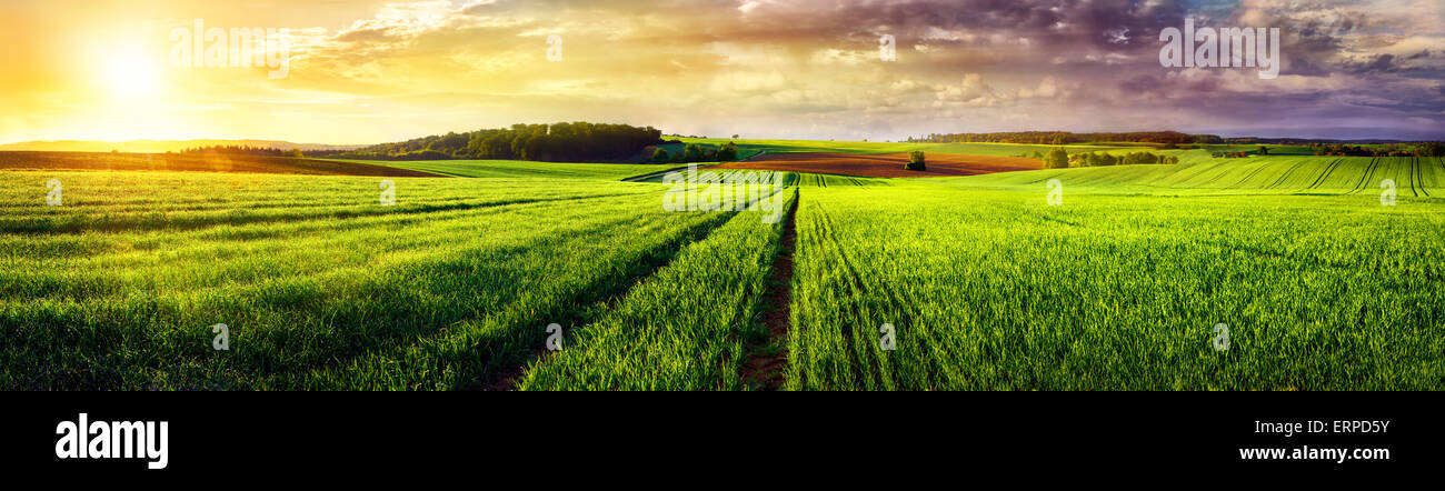 Vast rural landscape sunset panorama, with a field or meadow and tracks leading to the horizon and the colorful clouds Stock Photo