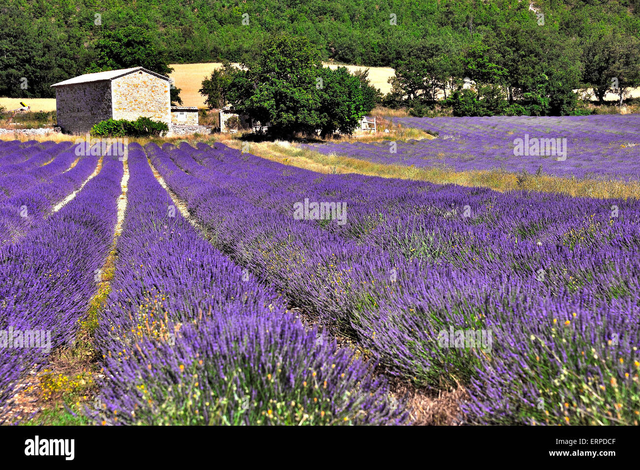 Farming of Lavender in the Provence Stock Photo