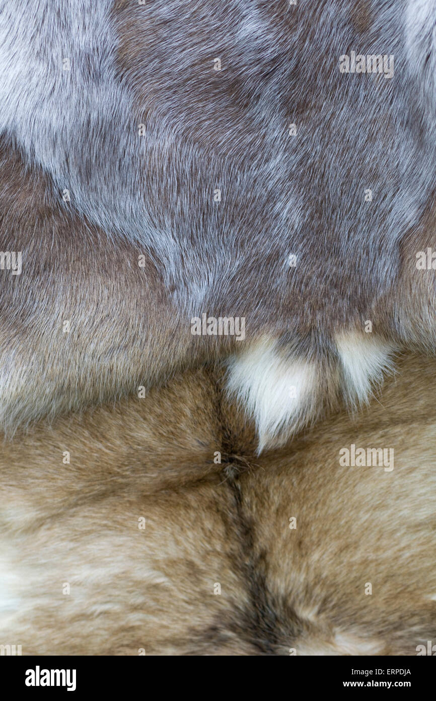 Fur and Leather Animal Hide on show at a festival Stock Photo