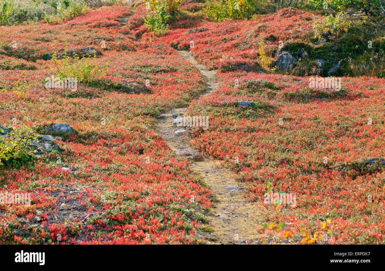 A small path, trail leads through red bear-berry leaves. Arctostaphylos alpinus on the ground. Some bushes on both sides. Stock Photo