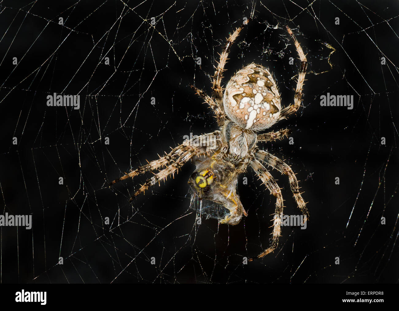 Night image of spider wrapping its victim (wasp) up into the web for further eating. Stock Photo