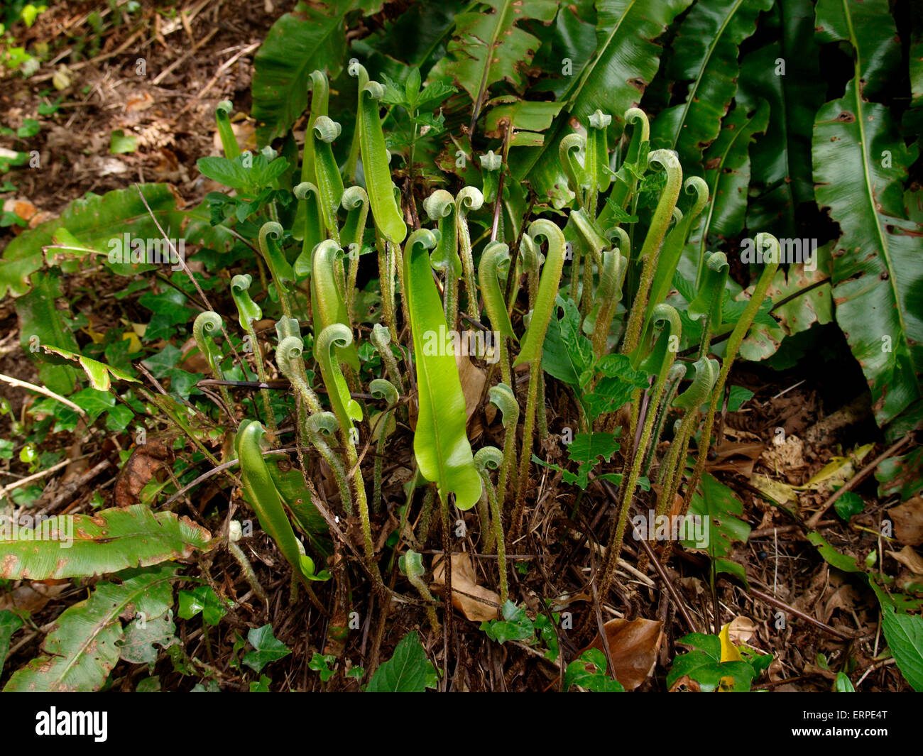 Hart's tongue fern (Asplenium scolopendrium) starting to grow in spring, UK Stock Photo