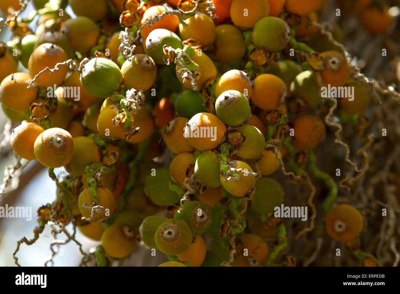 Palm seeds hires stock photography and images Alamy