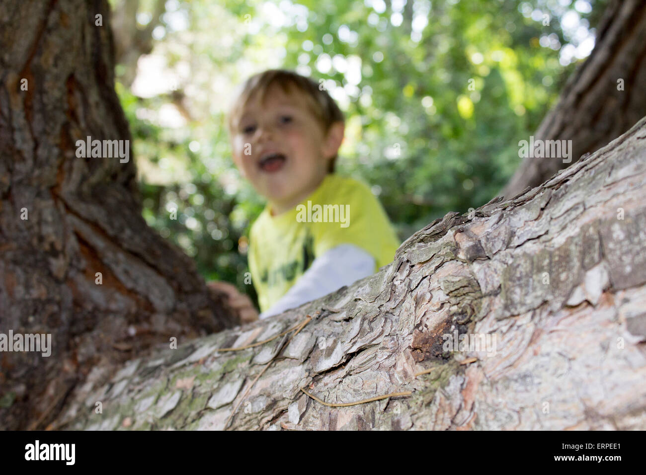 Young boy playing and climbing on a large tree in the backyard Stock Photo