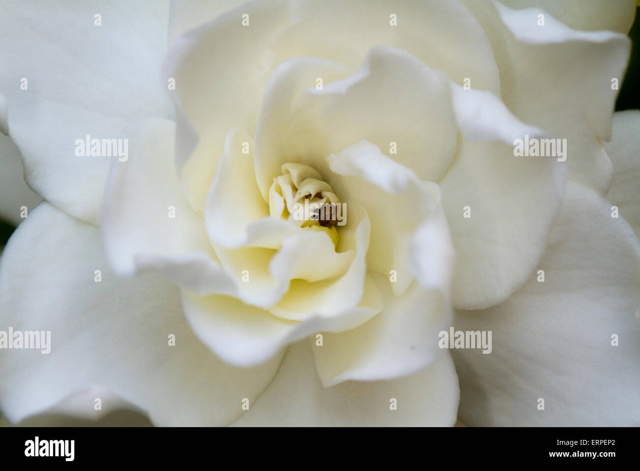 Soft white Gardenia flower close up Stock Photo