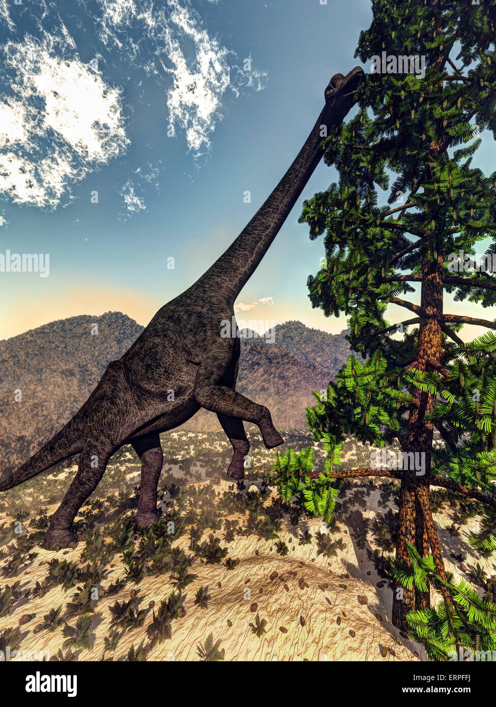 Brachiosaurus dinosaur eating wollomia pine by day - 3D render Stock Photo