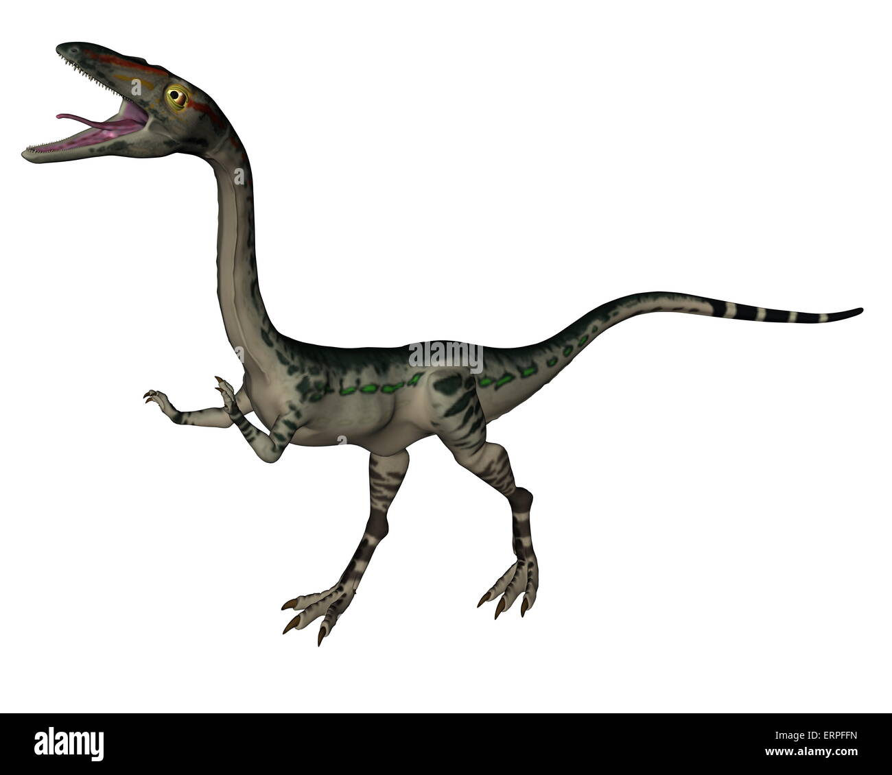 Coelophysis dinosaur roaring isolated in white background - 3D render Stock Photo
