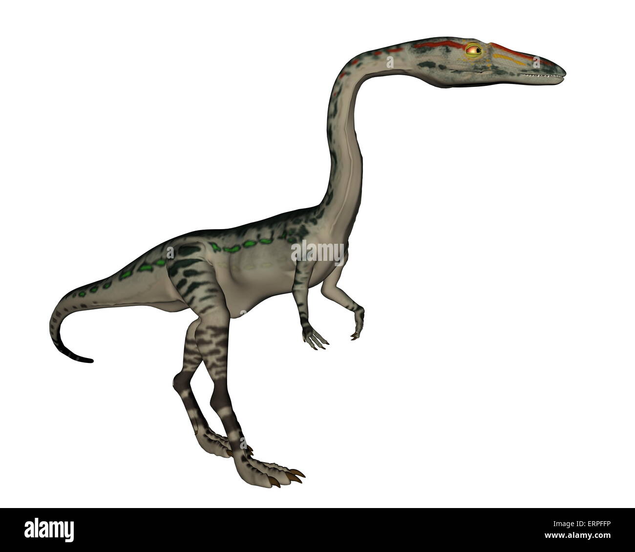 Coelophysis dinosaur walking isolated in white background - 3D render Stock Photo