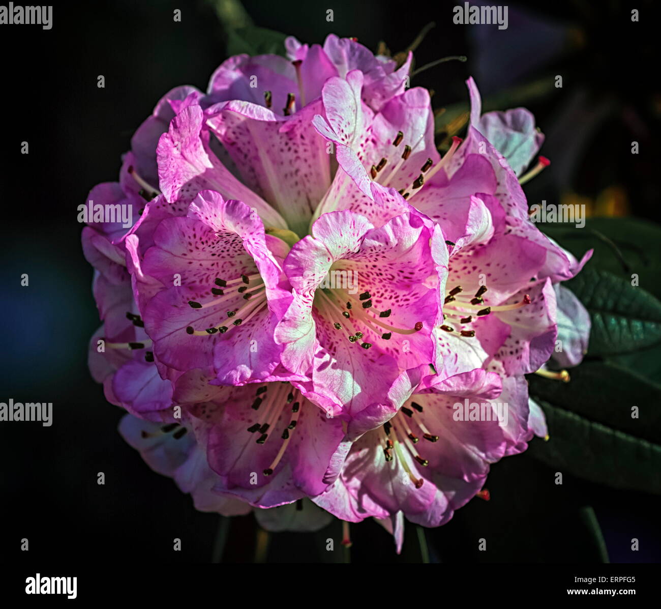 Close up on rhododendron arboreum tree, burans or gurans flower Stock Photo