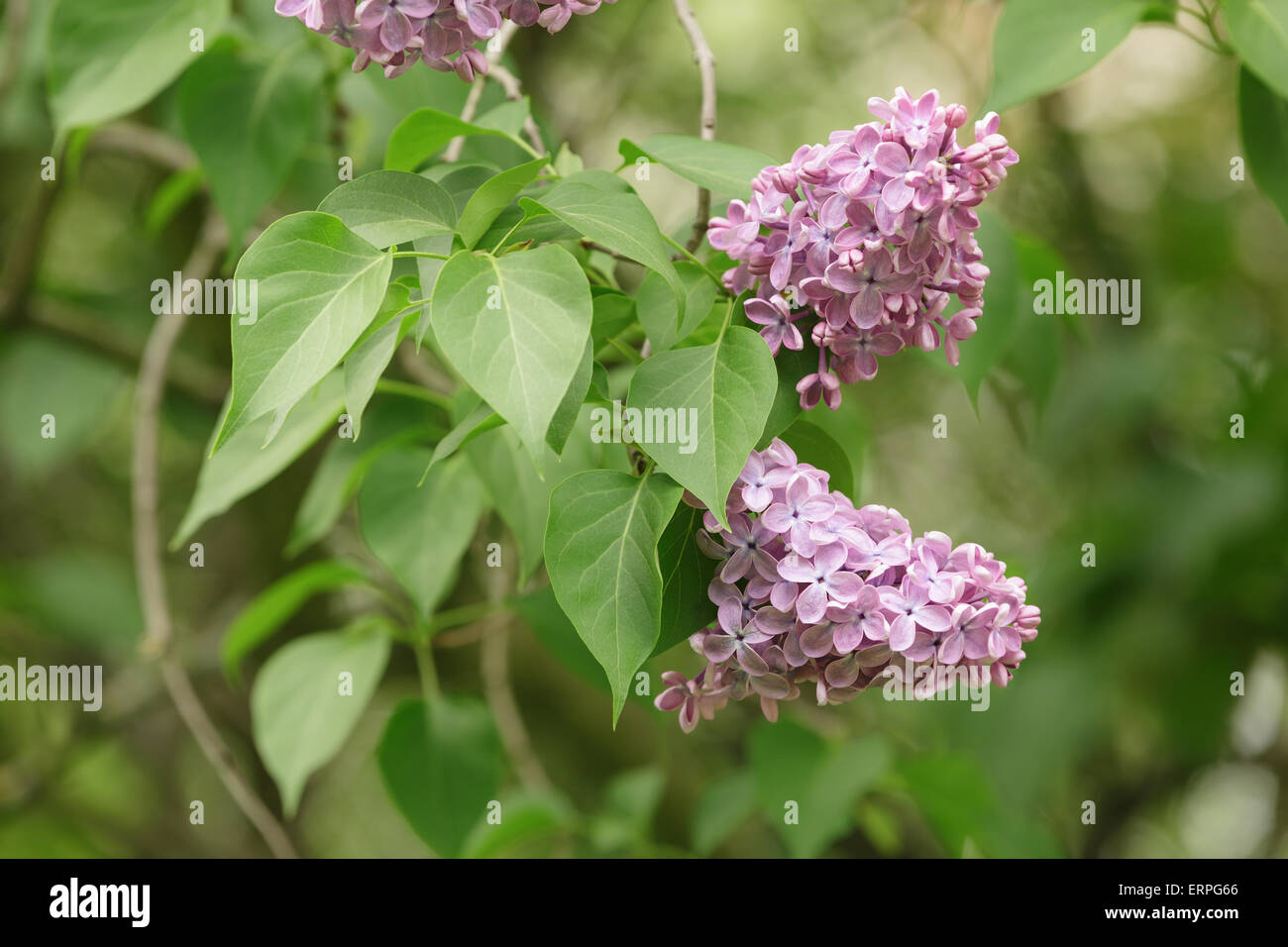 purple lilac flower on bush closeup Stock Photo