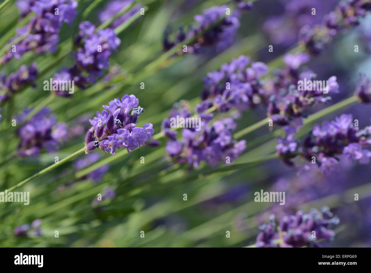 lavendar flowers in a field Stock Photo