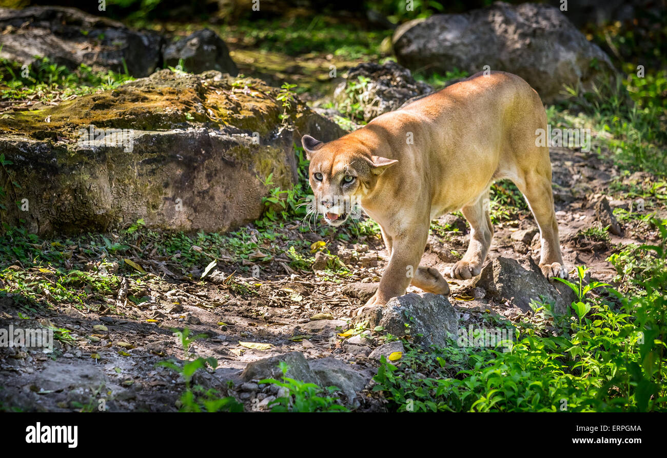 Wild Puma cat searching for a prey Stock Photo Alamy