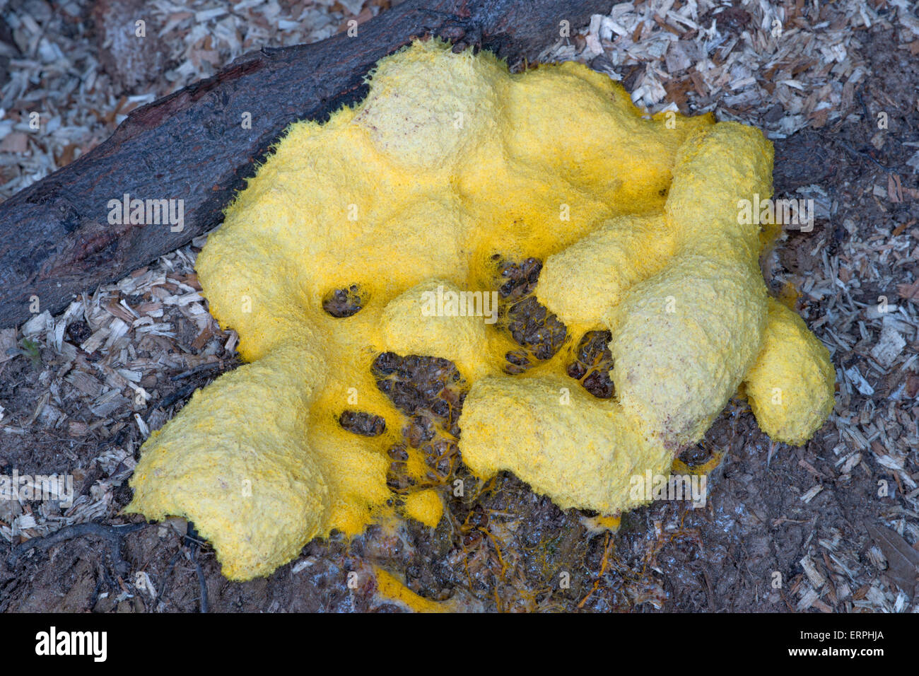 Dog womit slime mold (Fuligo septica Stock Photo Alamy