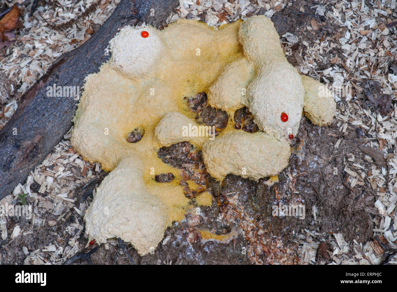 Dog womit slime mold (Fuligo septica Stock Photo Alamy