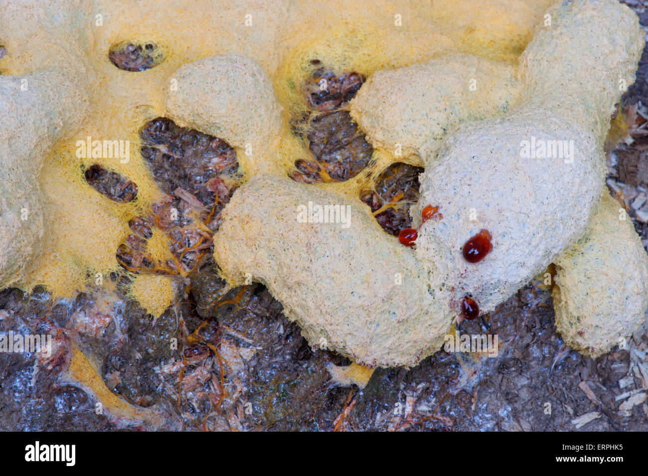 Dog womit slime mold (Fuligo septica Stock Photo Alamy