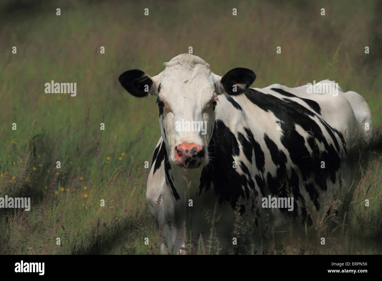 Dairy Cow in a field Stock Photo - Alamy